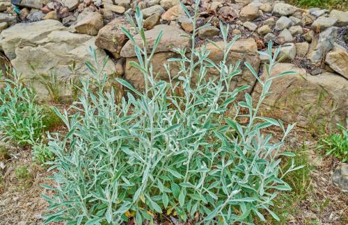 Ojai Vacation Home with Views on the East End - Foto 54