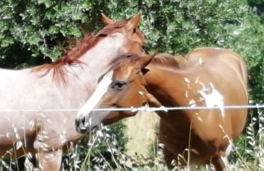 Sorelle Biologiche - Photo 61