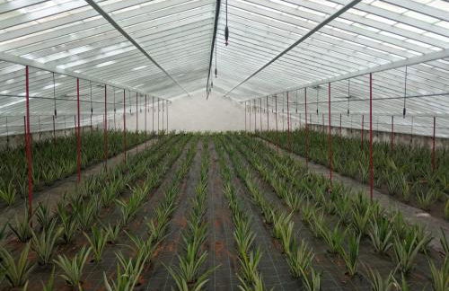 Casa Cayenne - Photo 20