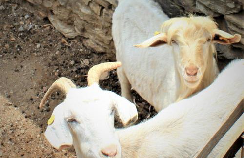 Gaia Vacation Home - Foto 71