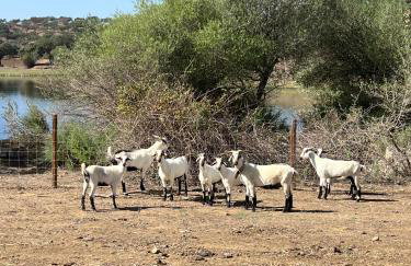 Herdade Terra rica - Photo 78