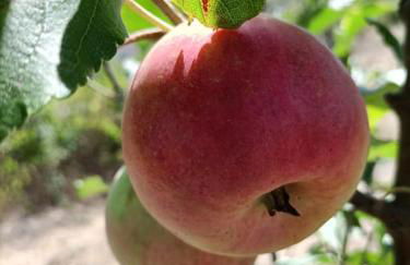 Quinta da Estima - Foto 67