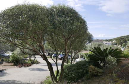 Les Figuiers - Foto 22