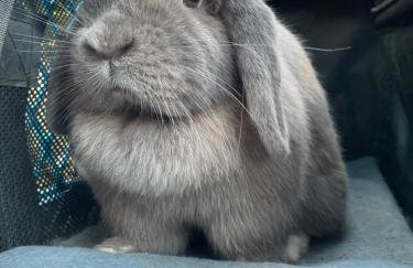 Ol’ Mel’s Farm - Foto 20