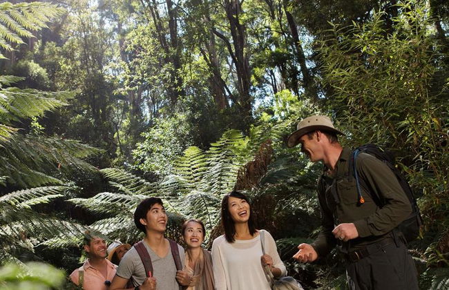 Grande Route Océanique et les Douze Apôtres - Excursion d'une Journée - Photo 11