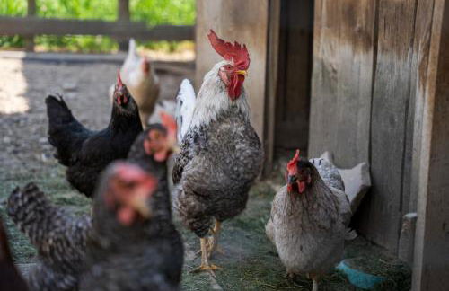 Tribus Lorenz - Wiesgut - Photo 13