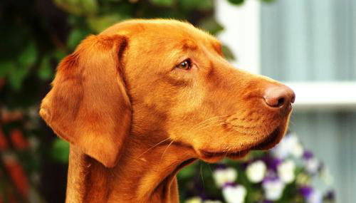 Buchenhof-Nordheide - Foto 4