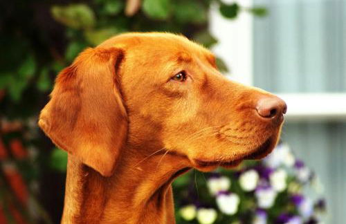 Buchenhof-Nordheide - Foto 4