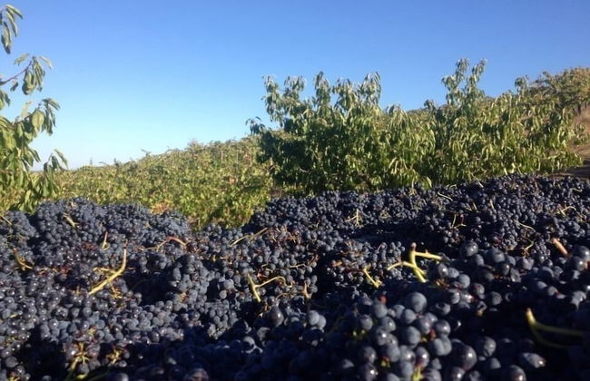 Quinta da Pereira - Foto 24