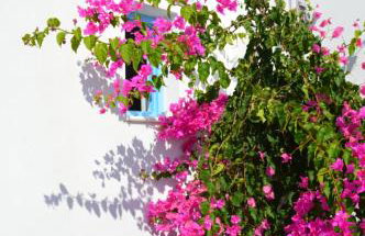 Blue Bliss - Foto 59