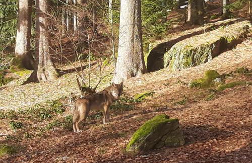 Blockhaus am Baumwipfelpfad - Foto 55