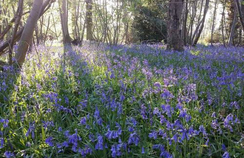 The Stables, relax in 5 star style and comfort with lovely walks all around - Foto 35