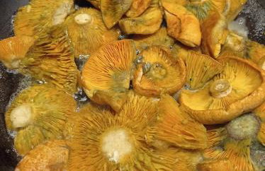 Agroturystyka Przy Siole Budy - Foto 57