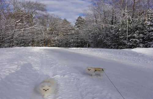 TymeoffVT cabin in the woods - Hot Tub , EV chg - Foto 42