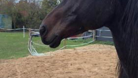 Ferienwohnung Monteurzimmer Zülpich Bauernhof EH J - Foto 2