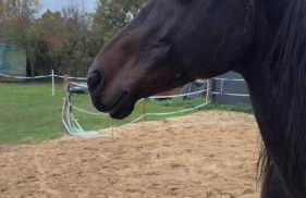 Ferienwohnung Monteurzimmer Zülpich Bauernhof EH J - Foto 2