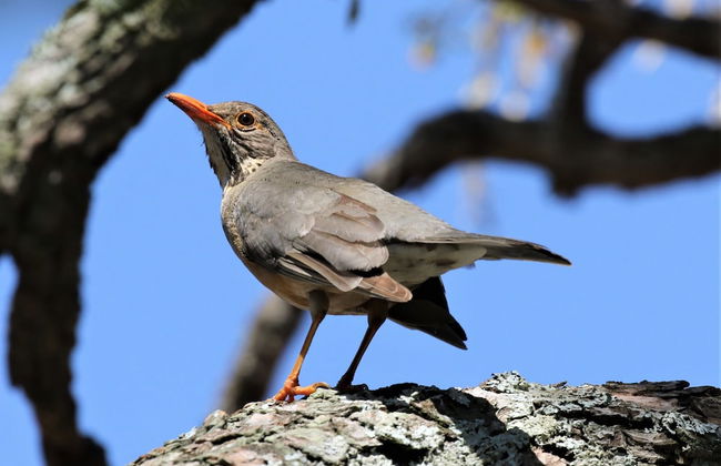 Birds Babble Self Catering Guest House - Foto 21