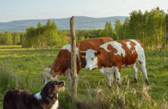 Brzozami Malowane - Photo 20