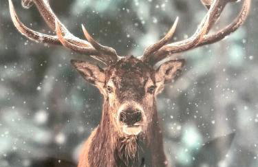 Panorama Karkonoszy - Apartamenty KOMFORT z widokiem na Śnieżkę i Aquapark - Photo 66