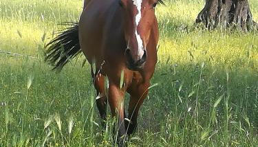 Casa Masseria Le Ville - Foto 2