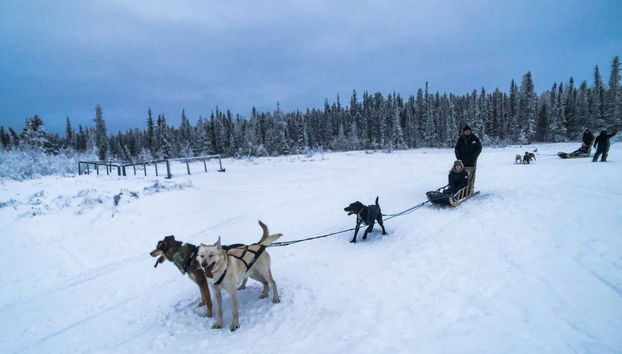 Husky Dog Sledding - Foto 4
