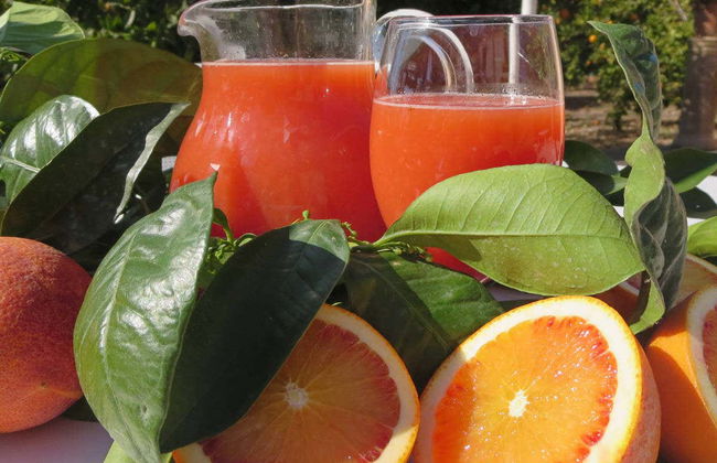 Tour di un aranceto a Carcaixent - Foto 3