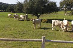 Casa dos Sobreiros - Foto 48