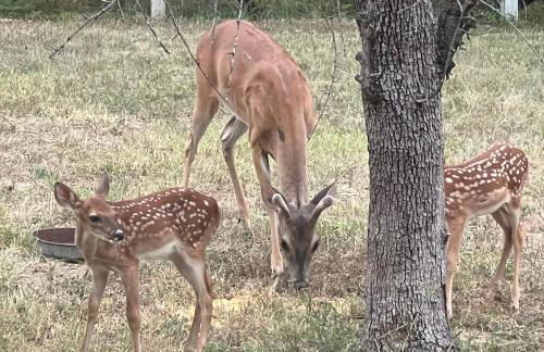 Fishers Of Men Ranch Home - Photo 71