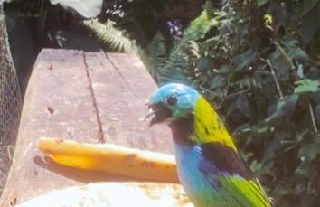 Refúgio na Natureza em Guaratuba - Foto 17