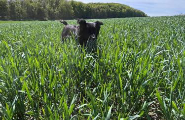 Haflinger Hof Detig - Photo 34