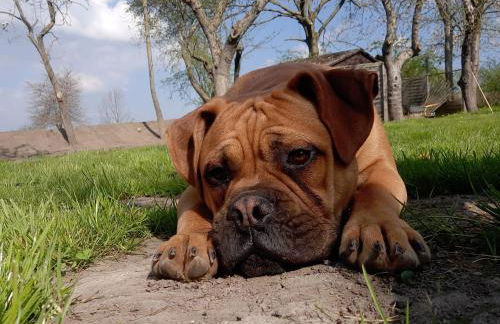Ferienbungalow FeWo Eutin Süsel Sierksdorf Strand Ostsee - Foto 20