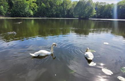 Falkenhof Meisdorf - Foto 27