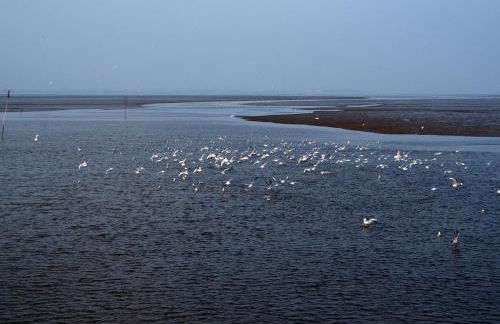 Ferienhaus Wattmöwe - Foto 3