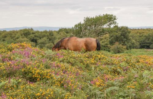 Heathfield - Foto 39