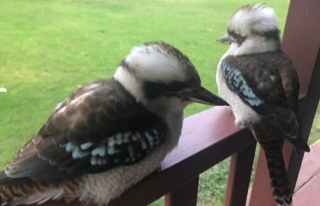 Tinglewood Cabins - Foto 15