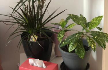 Gîte Les Acacias - Foto 41