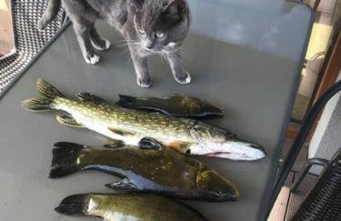 Zakątek na Mazurach II - Foto 38