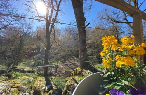 La jonquille - Foto 8