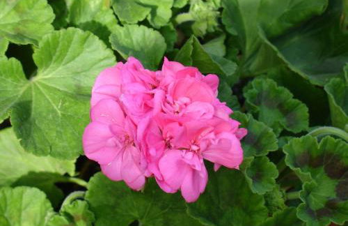 Casa D' Joao Enes - Afife Residence - Foto 77