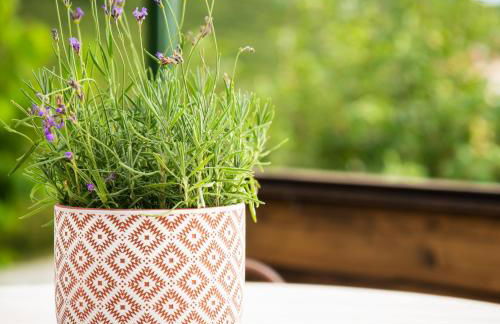 ΛΩΤΟΣ - Photo 20