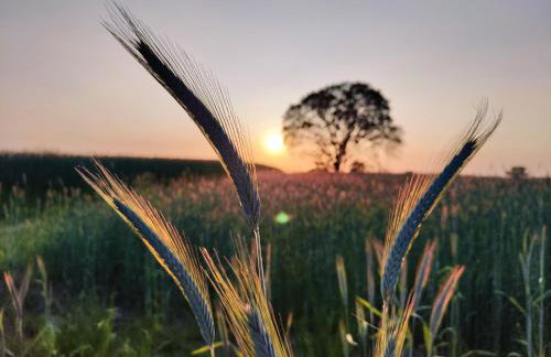 Vigor Horses - Foto 49