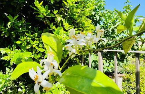 Libertas Tuscan Hideaway - Foto 41