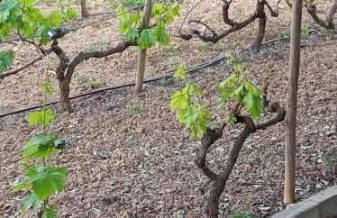 Monte Papa Figos - Foto 19