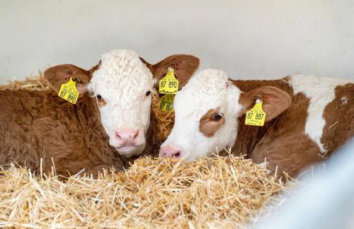 Ferienhaus Heerlichkeit - Foto 11