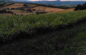 Agriturismo Uliveto Gretacci - Foto 74