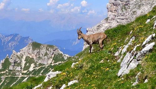 Cuore Alpino - Photo 4