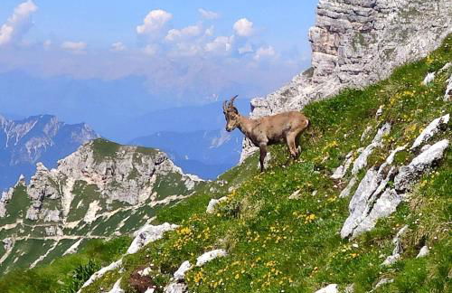 Cuore Alpino - Photo 4