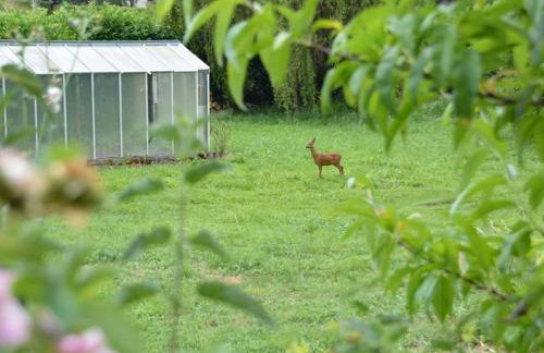 Maison de caractère 1840 en Touraine avec grand jardin, pêche, à proximité de Loches et châteaux. - FR-1-381-558 - Foto 12