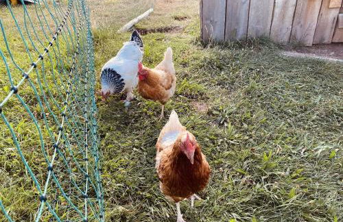 Ferienwohnung Haus Alpenblick - Foto 19