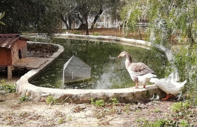 Agriturismo il Grande Ulivo - Foto 14